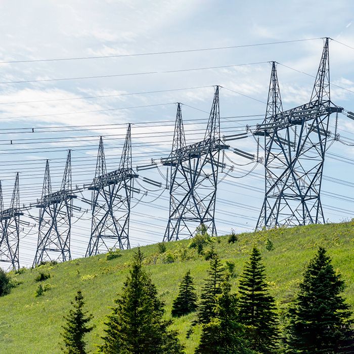A row of pine trees aligned with a row of power lines.